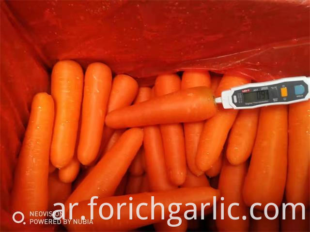 New Crop Carrot 2019